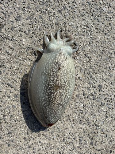 シリヤケイカの釣果