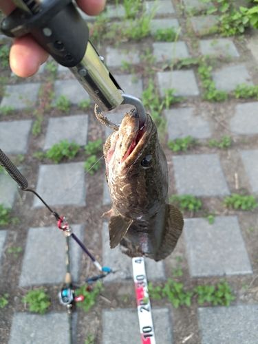 ライギョの釣果