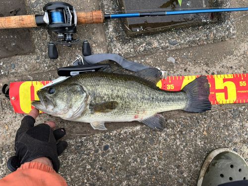ブラックバスの釣果