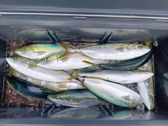 ハマチの釣果
