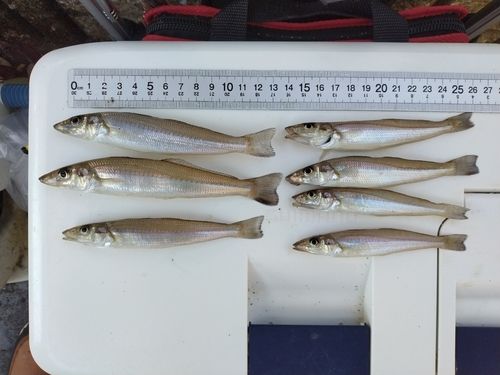 シロギスの釣果