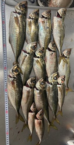 アジの釣果