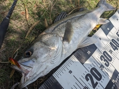 スズキの釣果