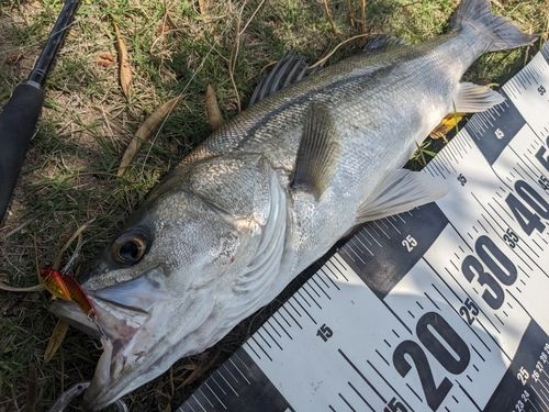 スズキの釣果