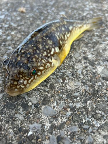 コモンフグの釣果