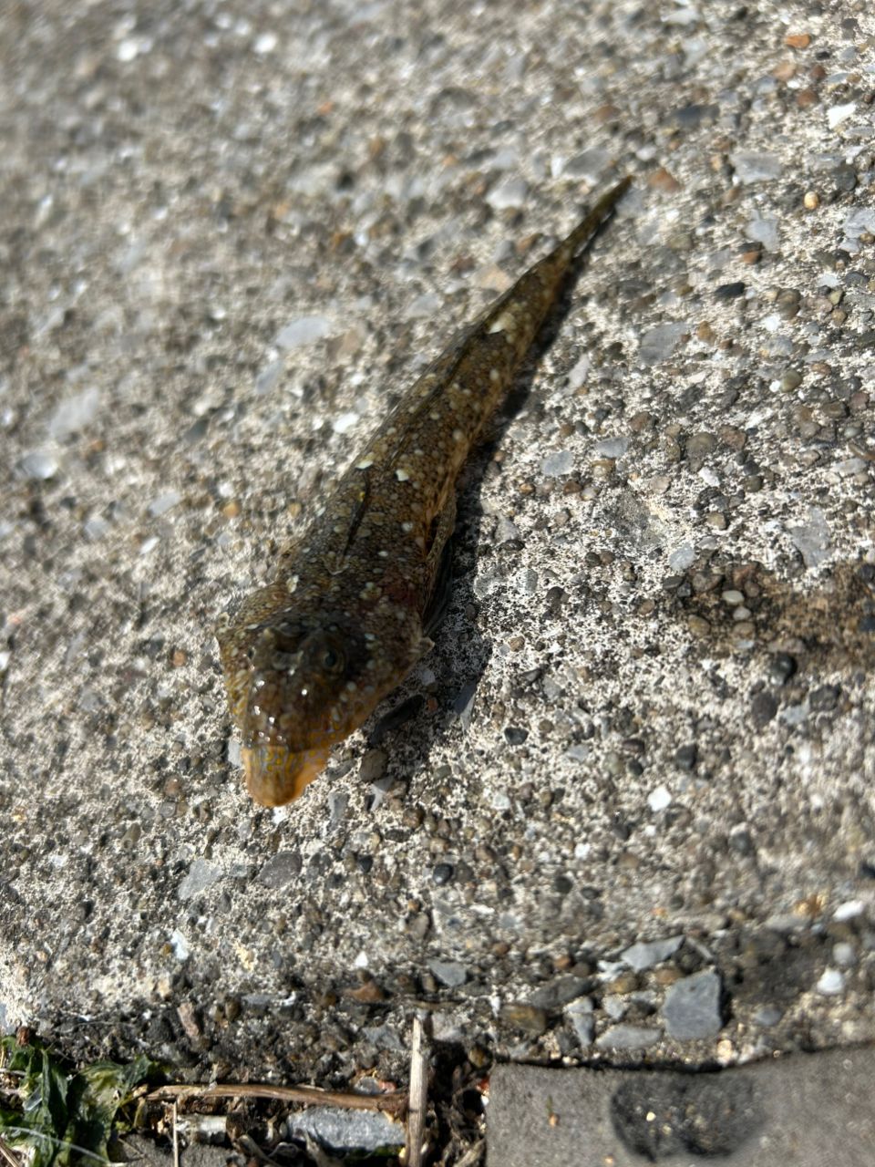 ハタタテヌメリ