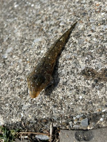 ハタタテヌメリの釣果