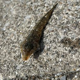 ハタタテヌメリ