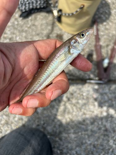 シロギスの釣果