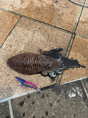 コウイカの釣果