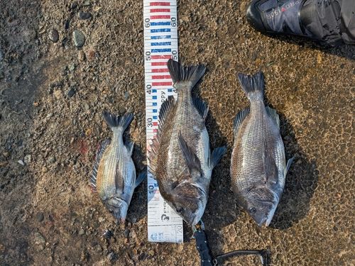 クロダイの釣果