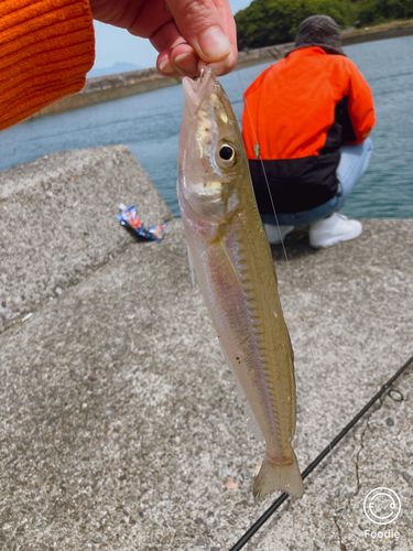 キスの釣果
