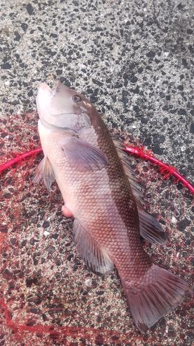 コブダイの釣果