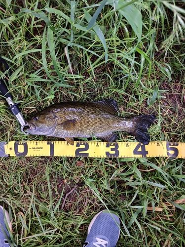 スモールマウスバスの釣果