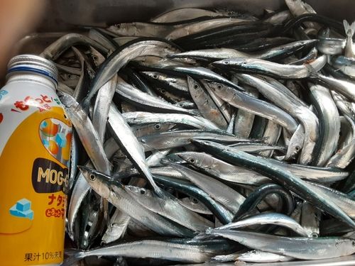 サンマの釣果