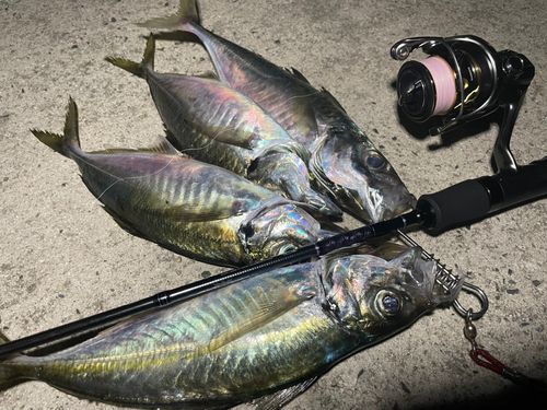 マアジの釣果