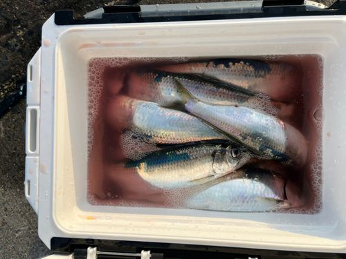 ニシンの釣果