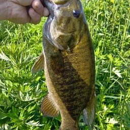 スモールマウスバス