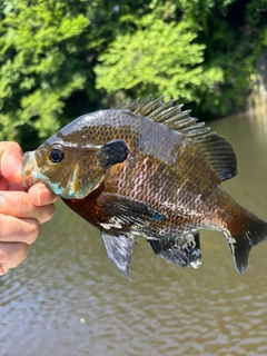 ブルーギルの釣果
