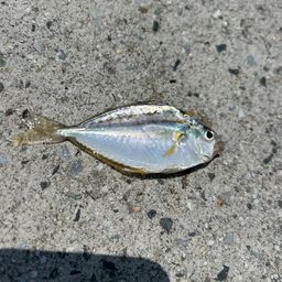 ヒイラギ