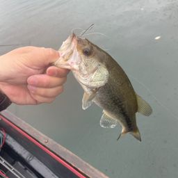 ラージマウスバス