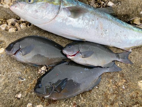 オナガグレの釣果