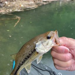 ラージマウスバス