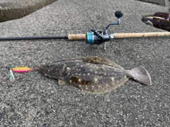 ヒラメの釣果