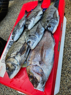 チヌの釣果