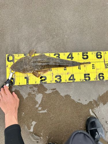 コチの釣果