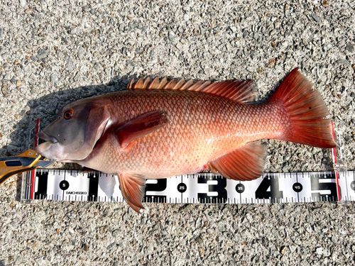 コブダイの釣果