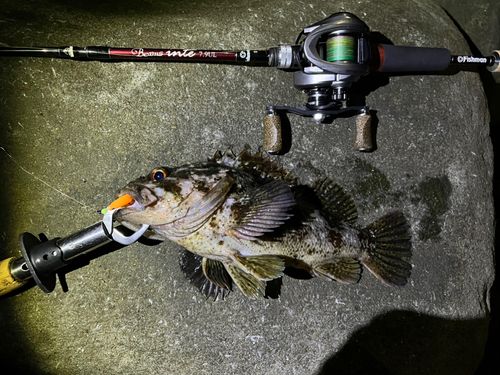 ムラソイの釣果