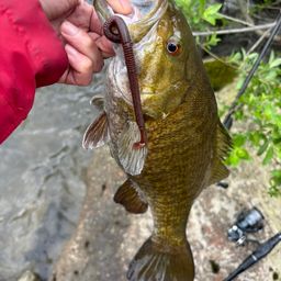 スモールマウスバス