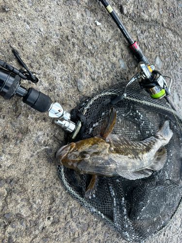 アブラコの釣果