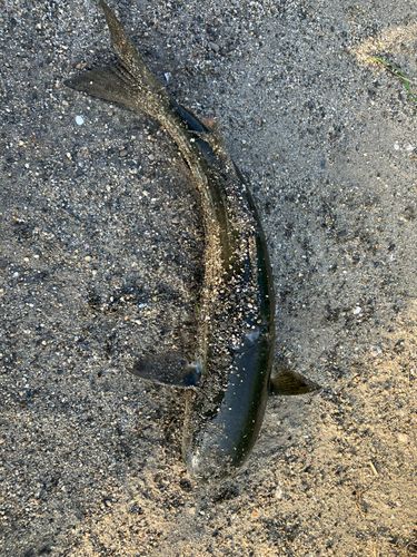 ボラの釣果