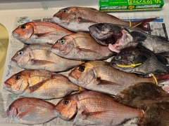 マダイの釣果