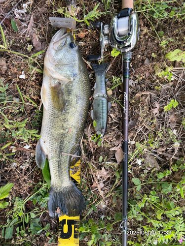 ブラックバスの釣果