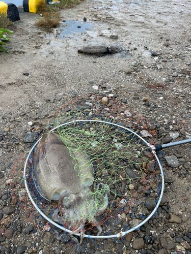 コウイカの釣果