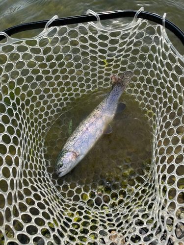 ニジマスの釣果