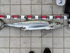 サワラの釣果