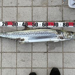 サワラ