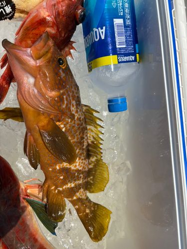 アコウの釣果