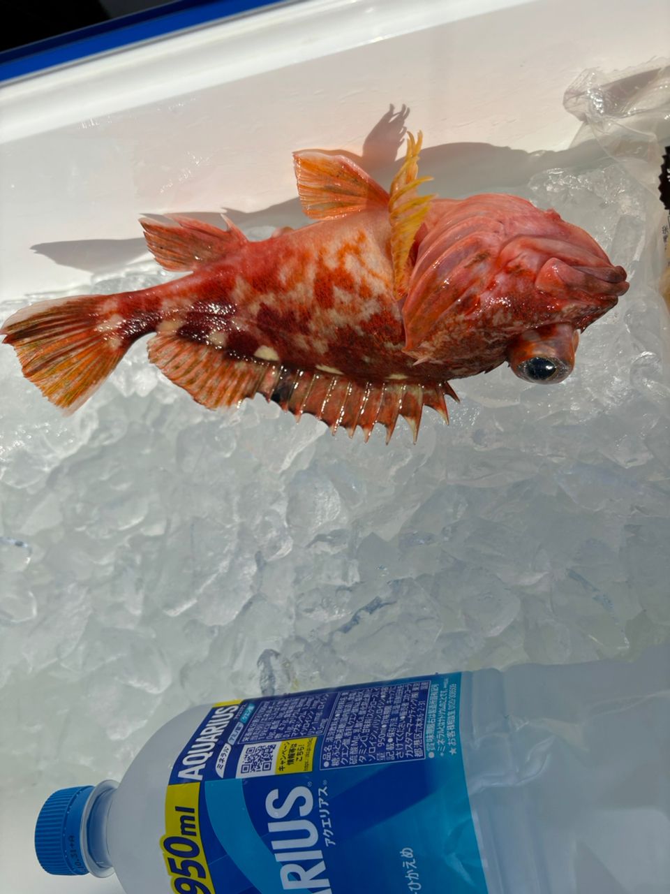 アコウ