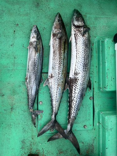 サワラの釣果
