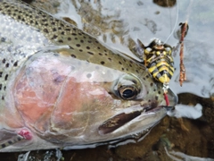 ニジマスの釣果