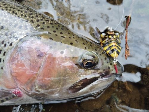 ニジマスの釣果