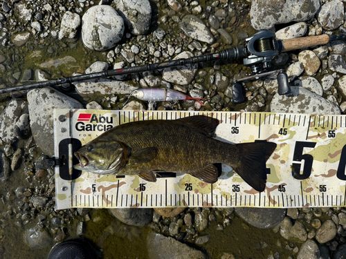 スモールマウスバスの釣果