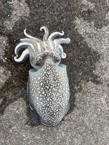 シリヤケイカの釣果