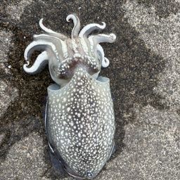 シリヤケイカ