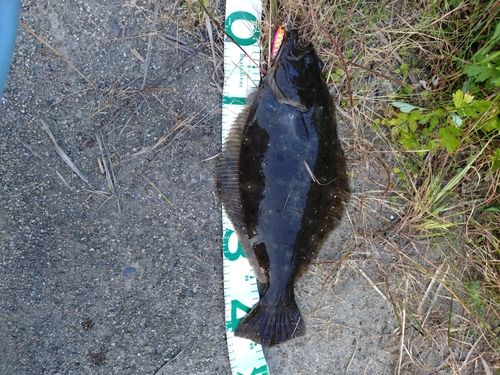 ヒラメの釣果